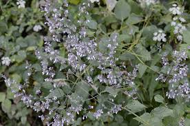 Image result for Isodon