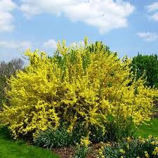 Lynwood Gold Forsythia Shrub Fast Growing Shrubs Growing Shrubs Fast Growing Trees