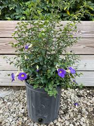 Image result for Thunbergia erecta