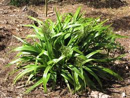 Image result for Dacryotrichia robinsonii