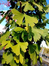 This tree currently has the following pot sizes in production. Ginkgo Biloba Princeton Sentry Jardin Dion