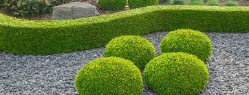 Per scegliere le piante ideali per siepi da giardino, per prima cosa dovrete avere. Siepi Sabgreen Arboricoltura Giardini Como