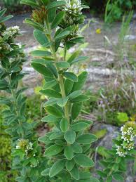 Round headed bush clover seedling. Lespedeza Capitata Round Headed Bush Clover Go Botany