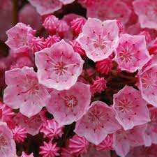 Tinkerbell Mountain Laurel Mountain Laurel Laurel Flower Landscape Nursery