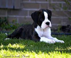Maybe you would like to learn more about one of these? Pin By Ahtirs On Collab Board In 2021 Boxer Puppies Boxer Dog Puppy Brindle Boxer
