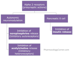 Alpha Receptors Cme At Pharmacology Corner