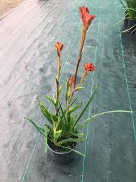 Image result for Anigozanthos