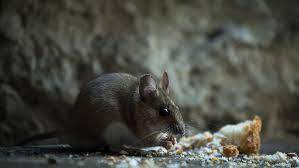 We are well known as the premier specialists for rat control in lancashire and are fully trained in every aspect of rodent control. 8 Important Prep Steps For Rodent Control Service