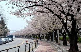 Check spelling or type a new query. Pengen Lihat Sakura Di Korea 13 Destinasi Wisata Ini Bisa Jadi Pilihanmu