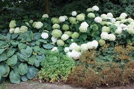 Ein paar dinge sollten sie dennoch nicht vernachlässigen. Fertige Pflanzen Sets Fur Ihren Garten Native Plants