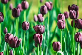 Checkout our 9 black tulip flowers coupon codes. 23 852 Black Tulip Photos Free Royalty Free Stock Photos From Dreamstime