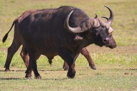 Male bison can weigh as much as a ton. How Fast Can An African Buffalo Run A Lot Faster Than You