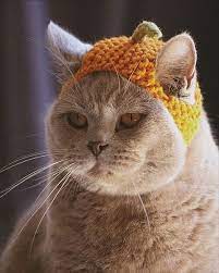 Cats In Hats From Knitpicks Com Knitting By Sara Thomas On Sale Cat Hat Cats Fur Babies