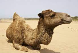 The dromedary camel can be found in north africa, saudi arabia, iran, and india; Dromedary Camel Wild Republic