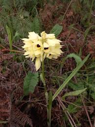 Image result for Orthochilus mechowii