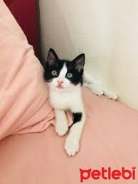 Petlebi Com Pa Twitter Istanbul Kedi En Zeki Kedi Cinsi Tuxedo Https T Co Vjxk34beah
