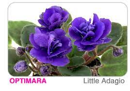 $19.50 african violet festive floozie 2 leaves. Exclusive New Varieties Of Optimara African Violets