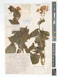 Image result for Begonia wollastonii