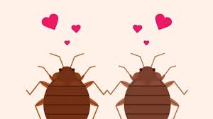 Image result for bed bugs