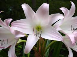 Image result for Crinum rautanenianum