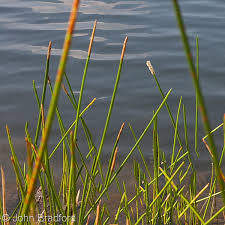 Image result for Eleocharis naumanniana