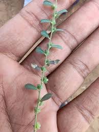 Image result for Phyllanthus maderaspatensis