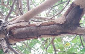 Skin crawling over household pests? Carob Pests In The Mediterranean Region Bio Ecology Natural Enemies And Management Options Springerlink