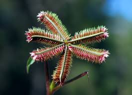 Image result for Dactyloctenium aegyptium