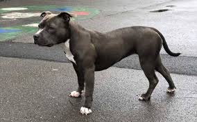 Zuvor herrschte keine einheitliche namensgebung. Bonnie Ist Weg American Staffordshire Terrier Mix Entlaufen Radio Rsg