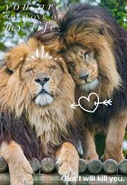 The Leo Love Is Real Image Credit Kelsey Skrinde Animals Beautiful Animals Animals Wild