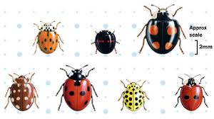 Bbc Breathing Places Ladybird Survey