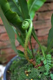 Image result for Elaphoglossum kivuense