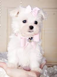 The dog will not be suitable for dog shows. Stunning Teacup Maltese Princess 15 Oz At 8 Weeks Beautiful And She Knows It Sold Found A Loving Family In Florida Maltese Dogs Maltese Puppy Puppies