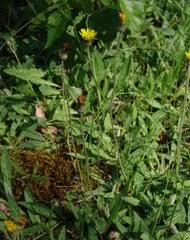 Image result for Hypericophyllum elatum