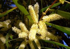 Image result for Acacia auriculiformis
