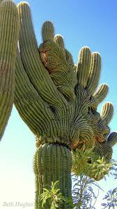 David created a large saguaro rib frame for us. 93 Saguaro Crested Ribs Ideas Saguaro Crested Saguaro Saguaro Cactus