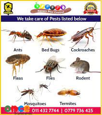 Home ›› pest control ›› sri lanka pest control. Pest Control Service All Island Once Lk Find Best Services In Sri Lanka