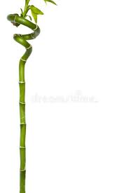 Bamboo A Green Stick Of Bamboo With A Spiral Top On White Background Affiliate Stick Bamboo Bamboo Sparkler Photography Bamboo Photography Tutorials
