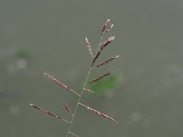 Image result for Eriochloa procera