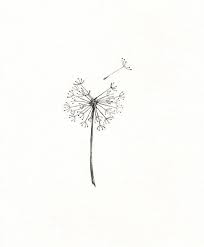 Learn how to draw a dandelion with out step by step dandelion drawing! Dandelions Tumblr Quotes Dogtrainingobedienceschool Com