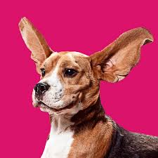 The Pet Collective - YouTube