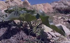 Image result for Stylochaeton tortispathus