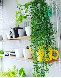 Jadikan rumah dan kamar lebih asri dengan memelihara tanaman hias indoor. Macam Mana Wanita Ini Boleh Tanam 30 Pokok Berpasu Dalam Rumah Hidup Subur Lebih 3 Tahun Mingguan Wanita