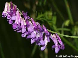 Image result for Vicia paucifolia