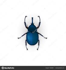 Blue beetle on background. Stock Vector by ©murr-ma 135025088