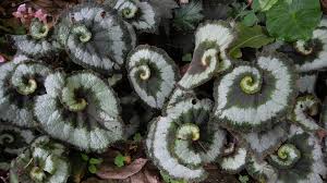 Van bourgondien is your source for flower bulbs & perennials at wholesale prices. Begonia Rex Cultorum Group Escargot Kfbg Catherine 2019