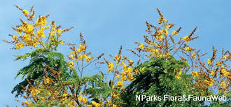 Image result for Limeum pterocarpum