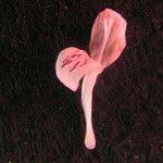 Image result for Hypoestes triflora