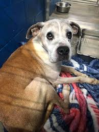 Maybe you would like to learn more about one of these? It Shouldn T Be Old Boxer Came In As Stray And Is Overwhelmed At Shelter Pet Rescue Report