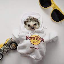 How Sweet Daily Cutest Posts Follow Me For More Posts Best Pictures Fo Hedgehog D Cute Baby Animals Baby Animals Cute Little Animals